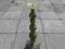 Mosiężny świecznik ażurowy na gruba swiece 43cm