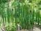 Pałka wąskolistna 'Typha angustifolia' -AquaGarden