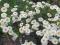 ! ZŁOCIEŃ MARUNA Chrysanthemum - P/W MIGRENIE !!