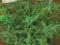 Hyzop lekarski nasiona ziół, zioła 0,2g Tor