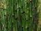 Equisetum hyemale 'Robustum' - Skrzyp zimowy