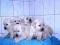 Labrador szczeniaki biszkoptowe z rod.FCI