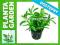 Heteranthera zosterifolia [koszyk] - PLANTA GARDEN