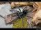 ProSpiders - Cyriopagopus sp. Sulawesi Black L1/2