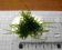 Christmas moss 2x2cm (Vesicularia montagnei)