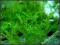 Rośliny akwariowe-Queen moss-rarytas-15 gałązek