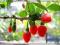 GOJI - Lycium barbarum - 50+ NASION