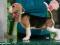 Beagle z czolowej hodowli Simpatica PS FCI