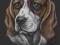 Beagle, pies - portret