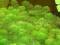 Cabomba zielona ładna i łątwa w utrzymaniu saxon4