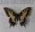 Papilio machaon Paź królowej 88 mm POLSKA