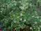 Kalina śliwolistna nasiona Viburnum prunifolium