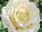 róża wielkokwiatowa ELINA (Dicjana)