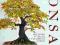Bonsai Drzewka PIELĘGNACJA Kształtowanie