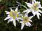 Zamrożony kwiat LEONTOPODIUM ALPINUM promocja -40%