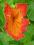 Spatodea dzwonkowata / Afrykański tulipanowiec