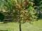 Osłona osłonka do drzew drzewek obrzeże 70 cm HIT