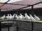 Gołębie białe pisklęta DV (Scherens/Vangrambere)