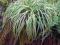 Carex morrowii Silver Sceptre na cienisty zakątek