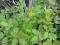 Glistnik jaskółcze ziele - świeże nasiona
