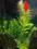 roślina akwariowa Limnophila aromatica