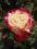 RÓŻA DOUBLE DELIGHT 3L - SŁARO Najpiękniejsze Róże