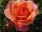 RÓŻA TROIKA POJ.3L - SŁARO Najpiękniejsze Róże