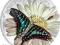 1000 FRANCS MOTYL GRAPHIUM POLICENES MOTYLE 3D