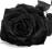 nasiona czarnej róży czarna róża