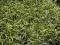 Carex morrowii 'Silver Sceptre' P12/duża sadzonka