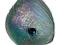 Palau 2012 5$ Skarby morskie - Haliotis Iris