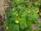 Glistnik jaskółcze ziele-na brodawki,kurzajki