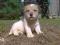 Wspaniałe szczenięta FCI rasy Jack Russell Terrier