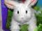 FurReal skaczący interaktywny królik Hasbro 36123