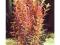 Rotala rotundifolia indica - tylko 50gr.!!