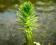 Wywłócznik 'Myriophyllum L' - AquaGarden