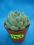 Kaktusy Echeveria nr7945 w don 5,5cm