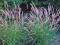 Trawa Hameln Pennisetum aloc rozplenica japońska