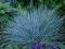 Niebieska trawa Kostrzewa sina 1,90 za parę