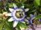 Męczennica błękitna passiflora - sadzonka