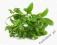 T_ Stewia (Stevia) liść - 100g - liście suszone