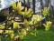 ! Magnolia brooklynensis 'Yellow bird' - super odm