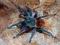 Chromatopelma cyaneopubescens gratis