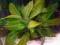 Echinodorus drobnokwiatowy - duża sadzonka
