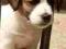 Jack Russell Terrier piesek z metryką ZKwP