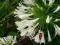 Agapant , lilia afrykańska biała w doniczce