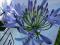 Agapant , lilia afrykańska niebieska w doniczce