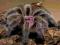 Grammostola rosea classic L1/2