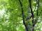 CHMIELOGRAB JAPOŃSKI Ostrya japonica 10 NASION