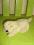 Snuggle Pets pies piesek dzwięk ok.19 cm.